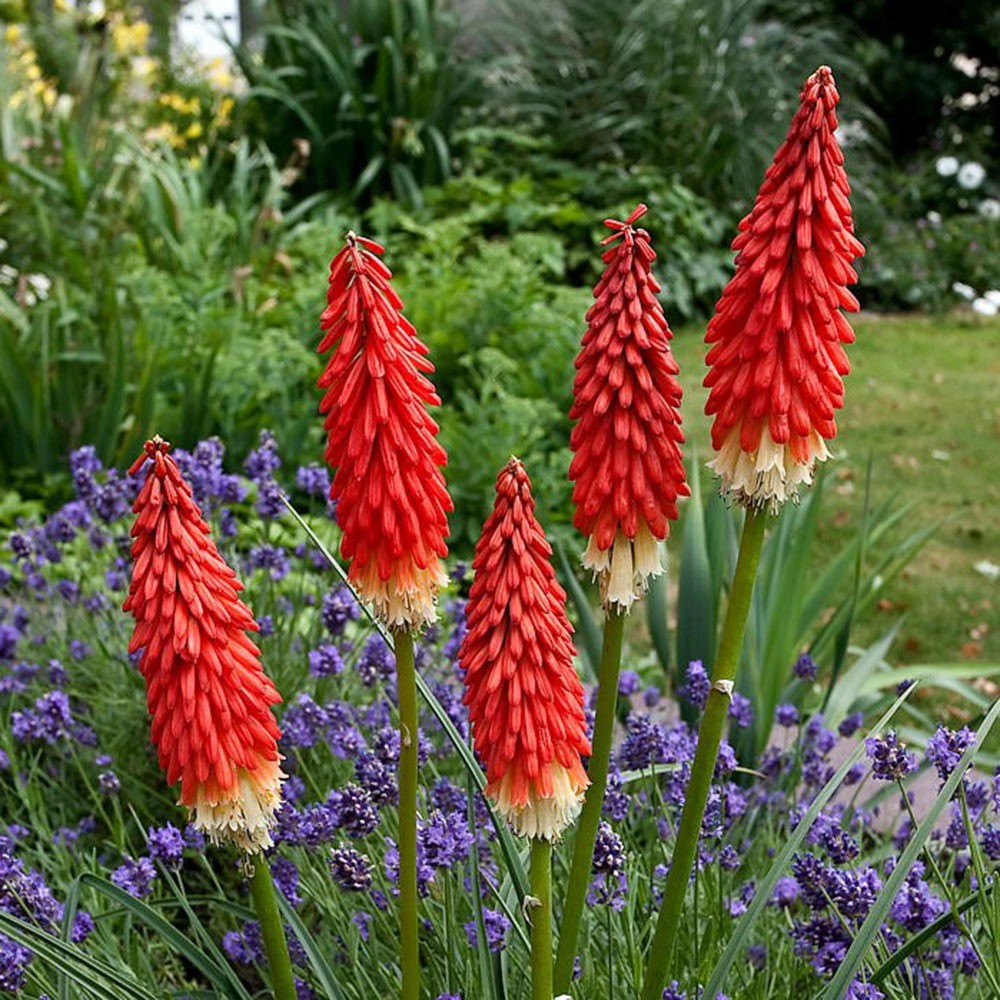 Kniphofia 'Amazing Fun'